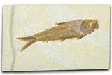 Detailed Fossil Fish (Knightia) - Wyoming #331035-1